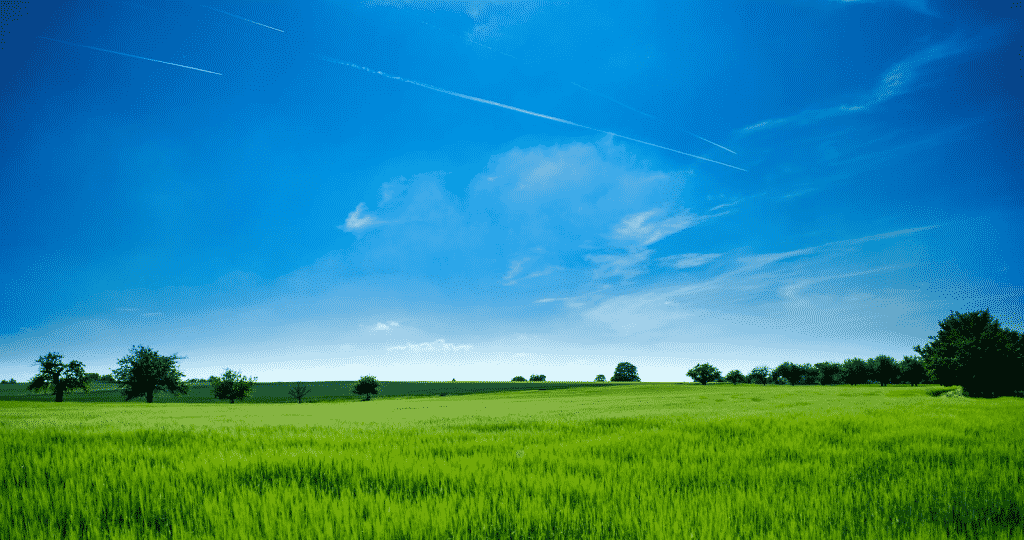 open meadow under blue sky