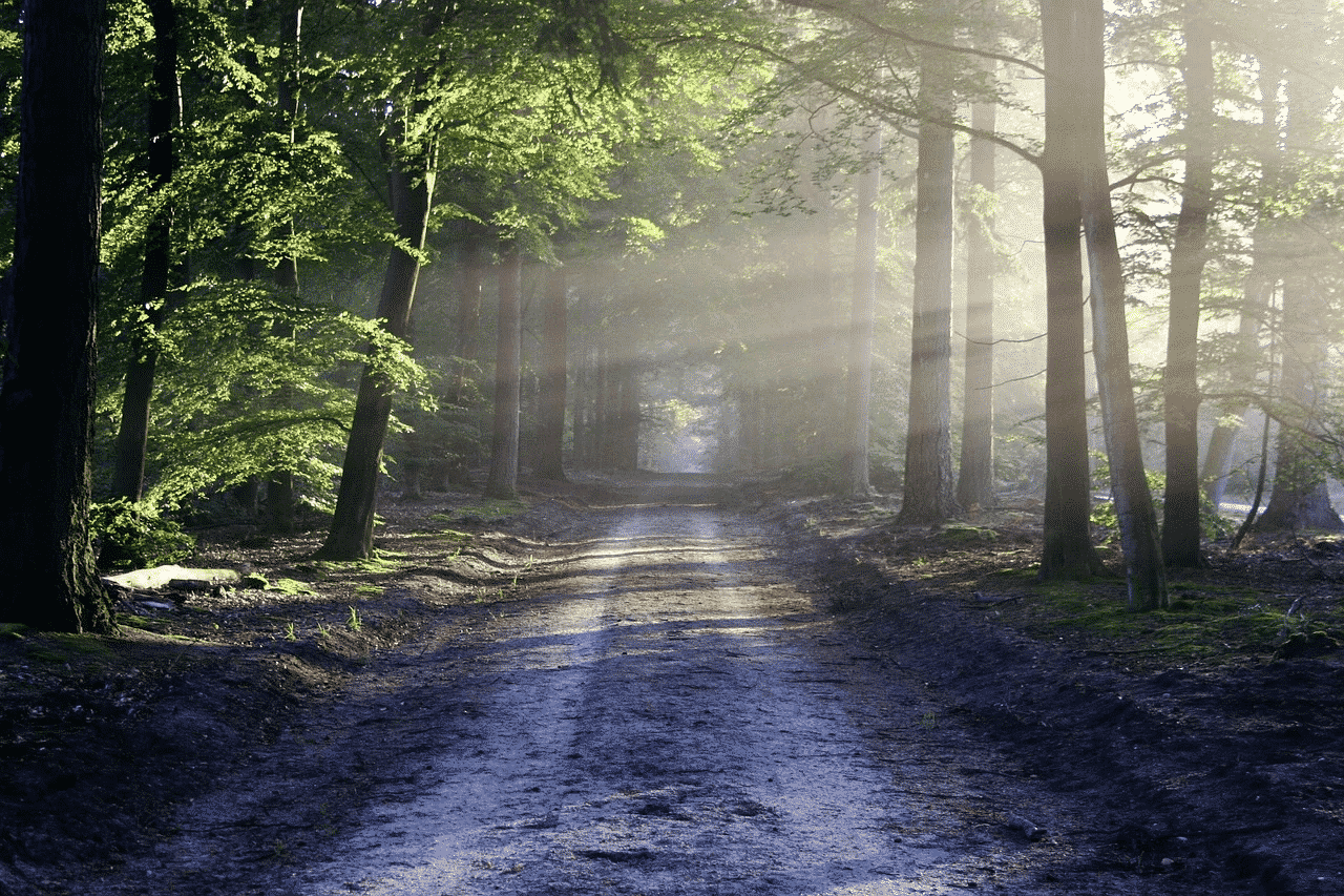forest with trees and beam of light