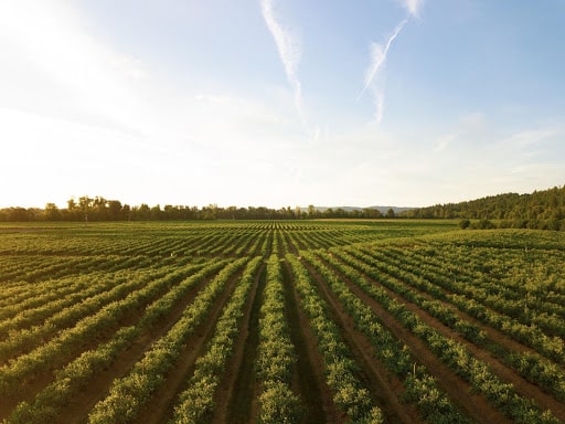 An agriculturally zoned farm