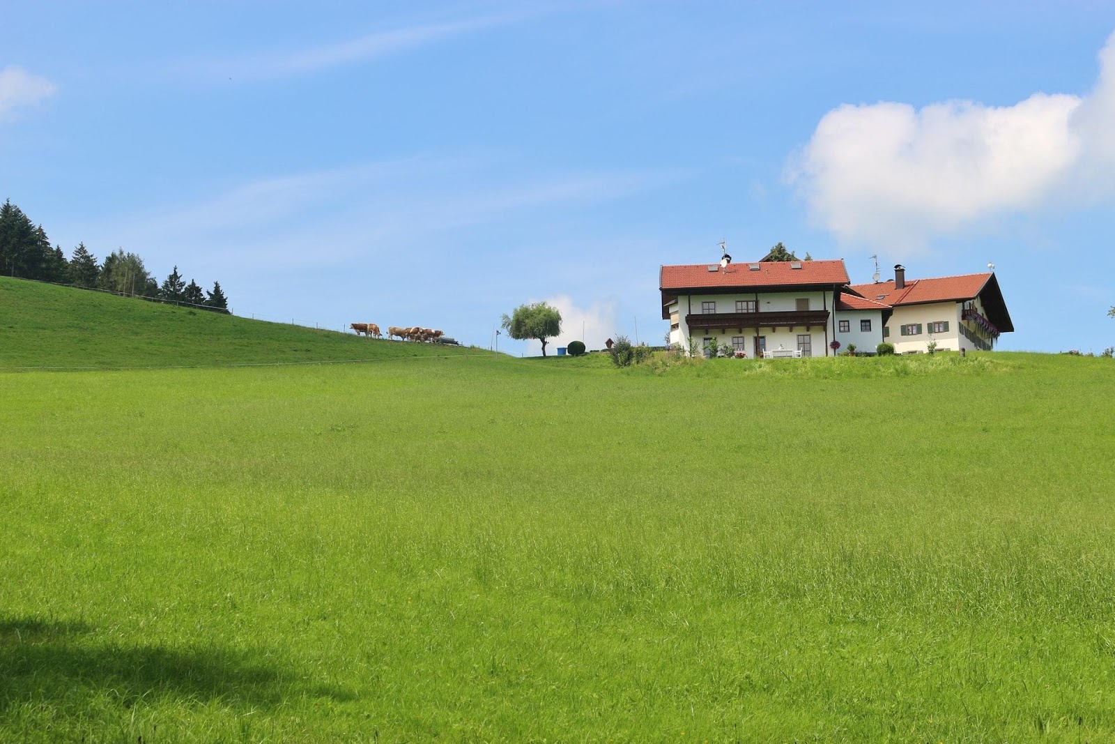 small houses on a field of grass