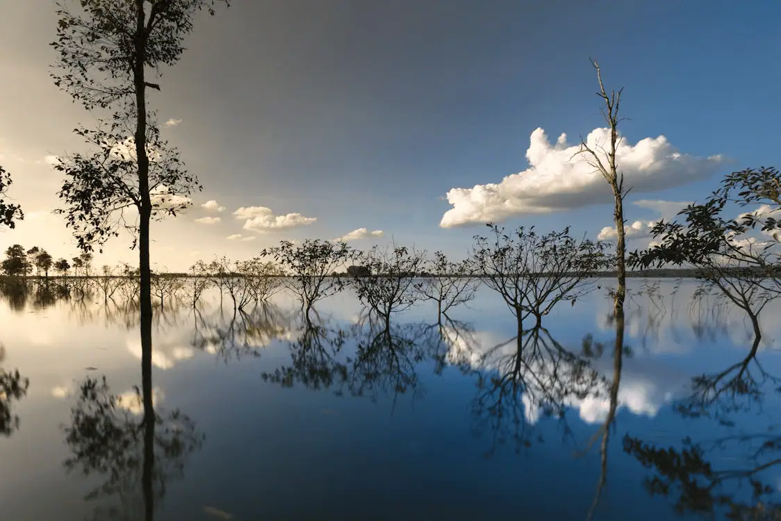 beautiful lake with trees